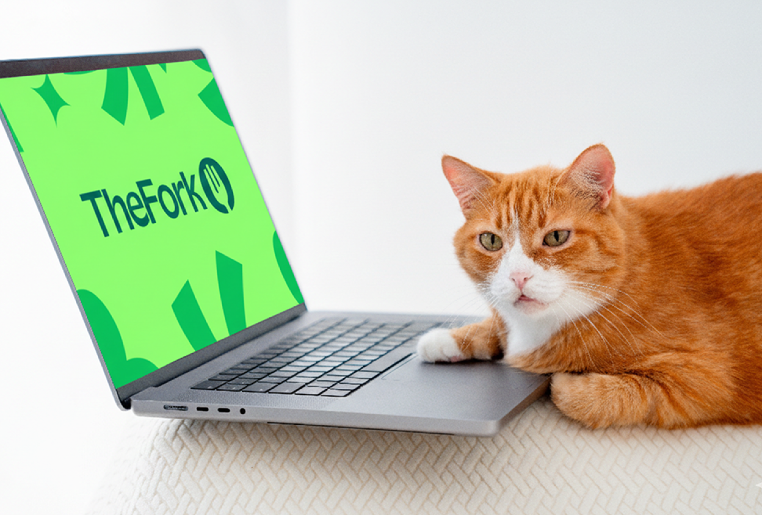 Cat at a desk in front of a monitor displaying TheFork logo.