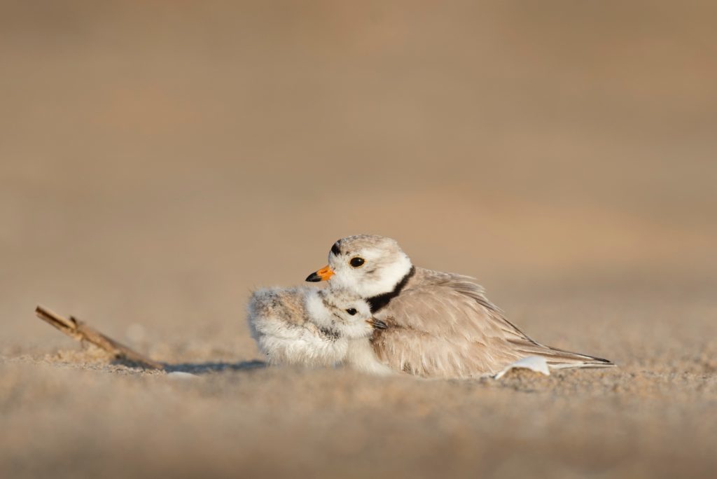 Un oiseau prenant soin d'un oisillon 